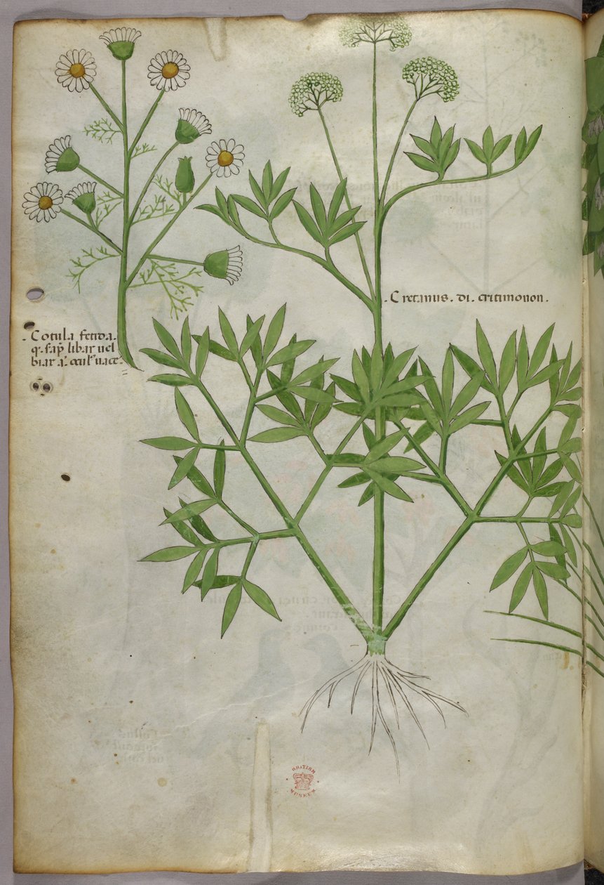 Botanisk illustration, ca 1440 (bläck  färg på pergament) av Italian School