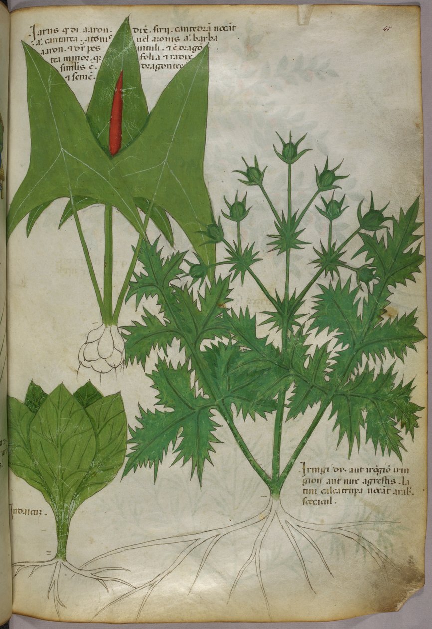 Botanisk illustration, ca 1440 (bläck  färg på pergament) av Italian School