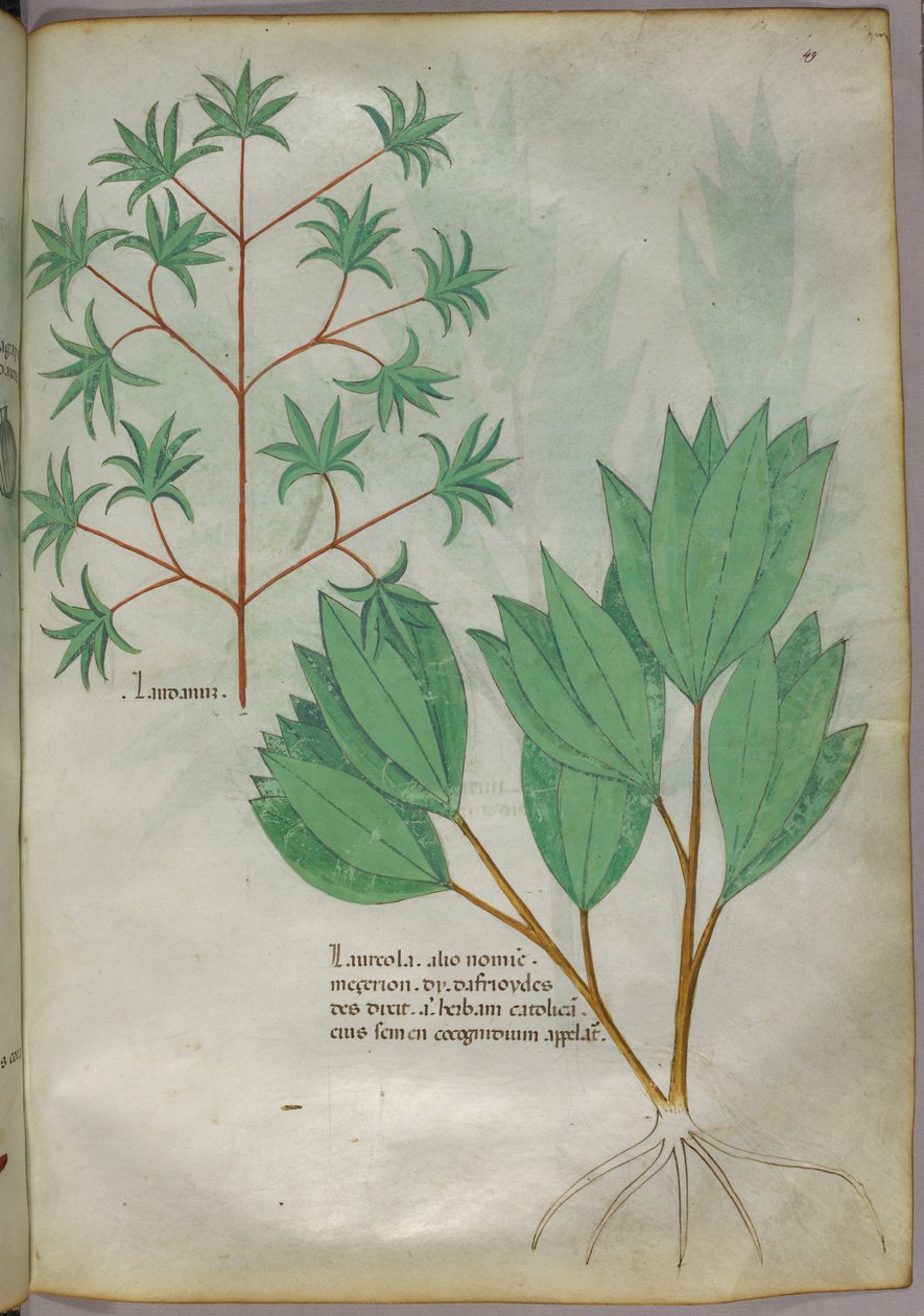 Botanisk illustration, ca 1440 (bläck  färg på pergament) av Italian School