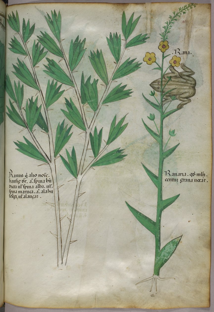 Botanisk illustration, ca 1440 (bläck  färg på pergament) av Italian School