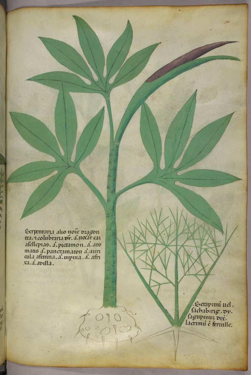 Botanisk illustration, ca 1440 (bläck  färg på pergament) av Italian School