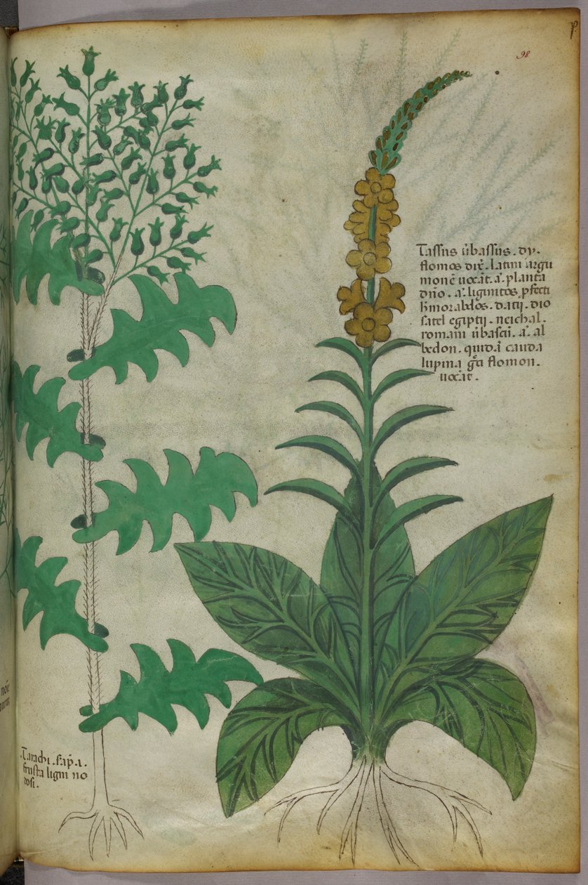 Botanisk illustration, ca 1440 (bläck  färg på pergament) av Italian School