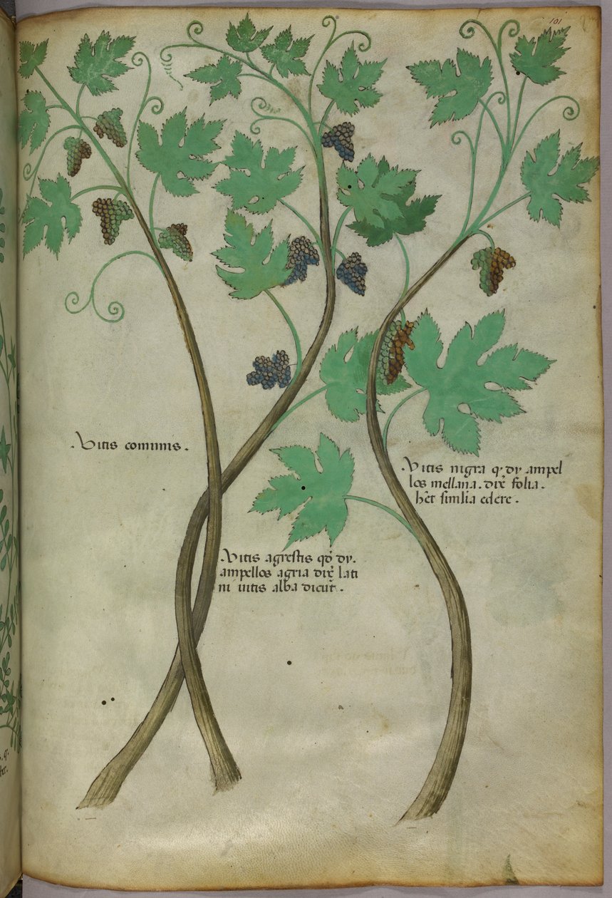 Botanisk illustration, ca 1440 (bläck  färg på pergament) av Italian School