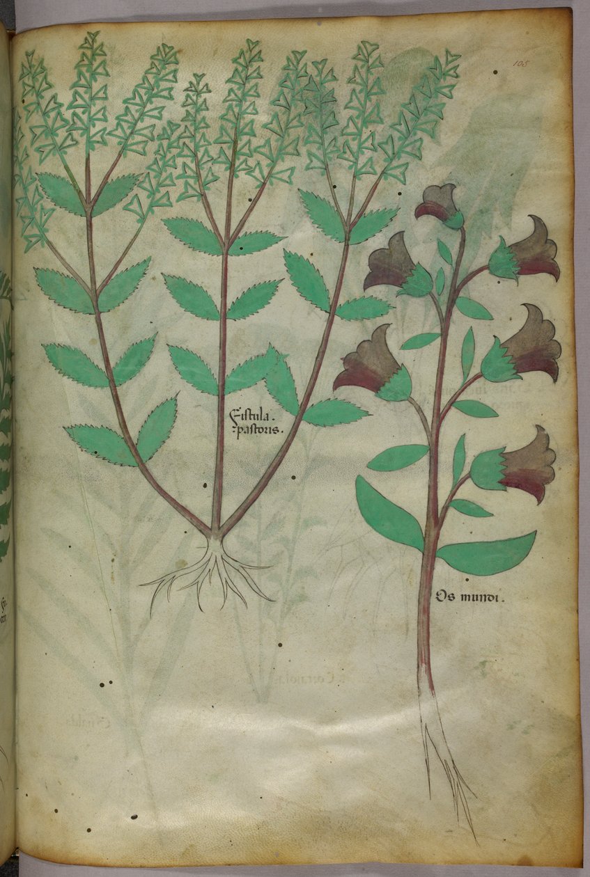 Botanisk illustration, ca 1440 (bläck  färg på pergament) av Italian School