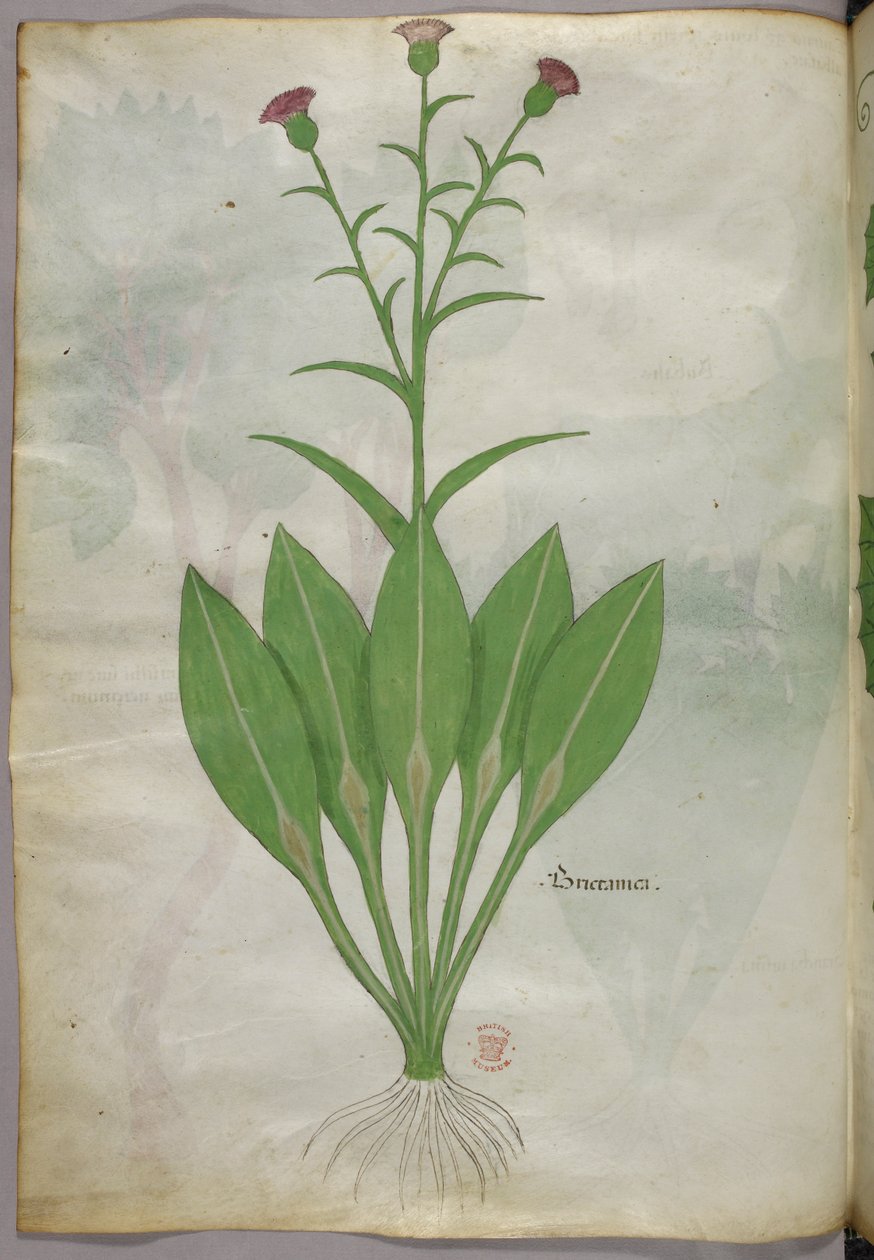 Botanisk illustration, ca 1440 (bläck  färg på pergament) av Italian School