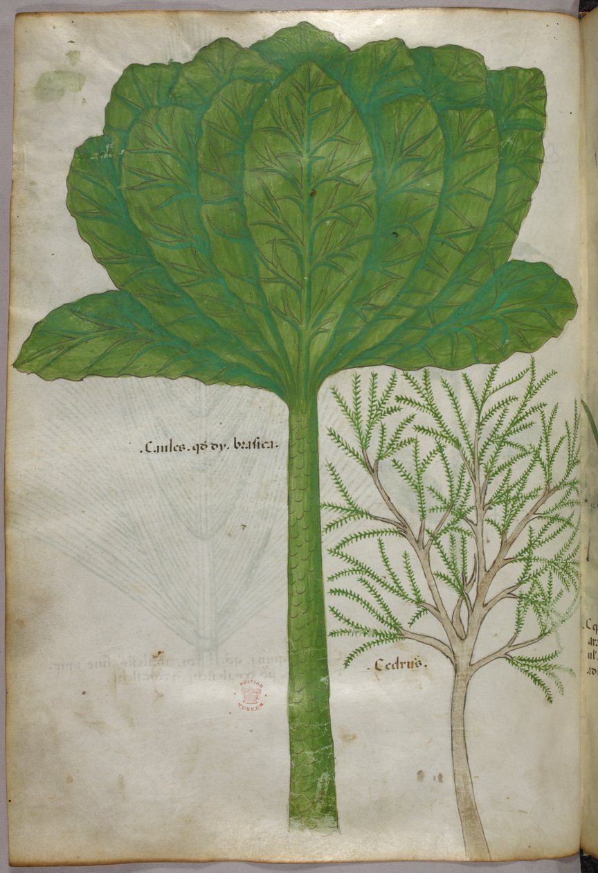 Botanisk illustration, ca 1440 (bläck  färg på pergament) av Italian School