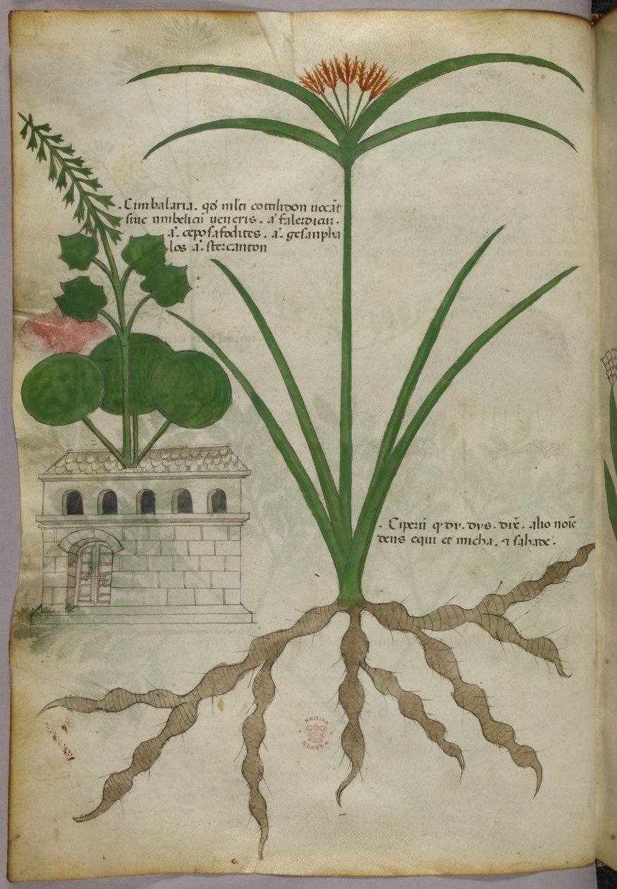 Botanisk illustration, ca 1440 (bläck  färg på pergament) av Italian School