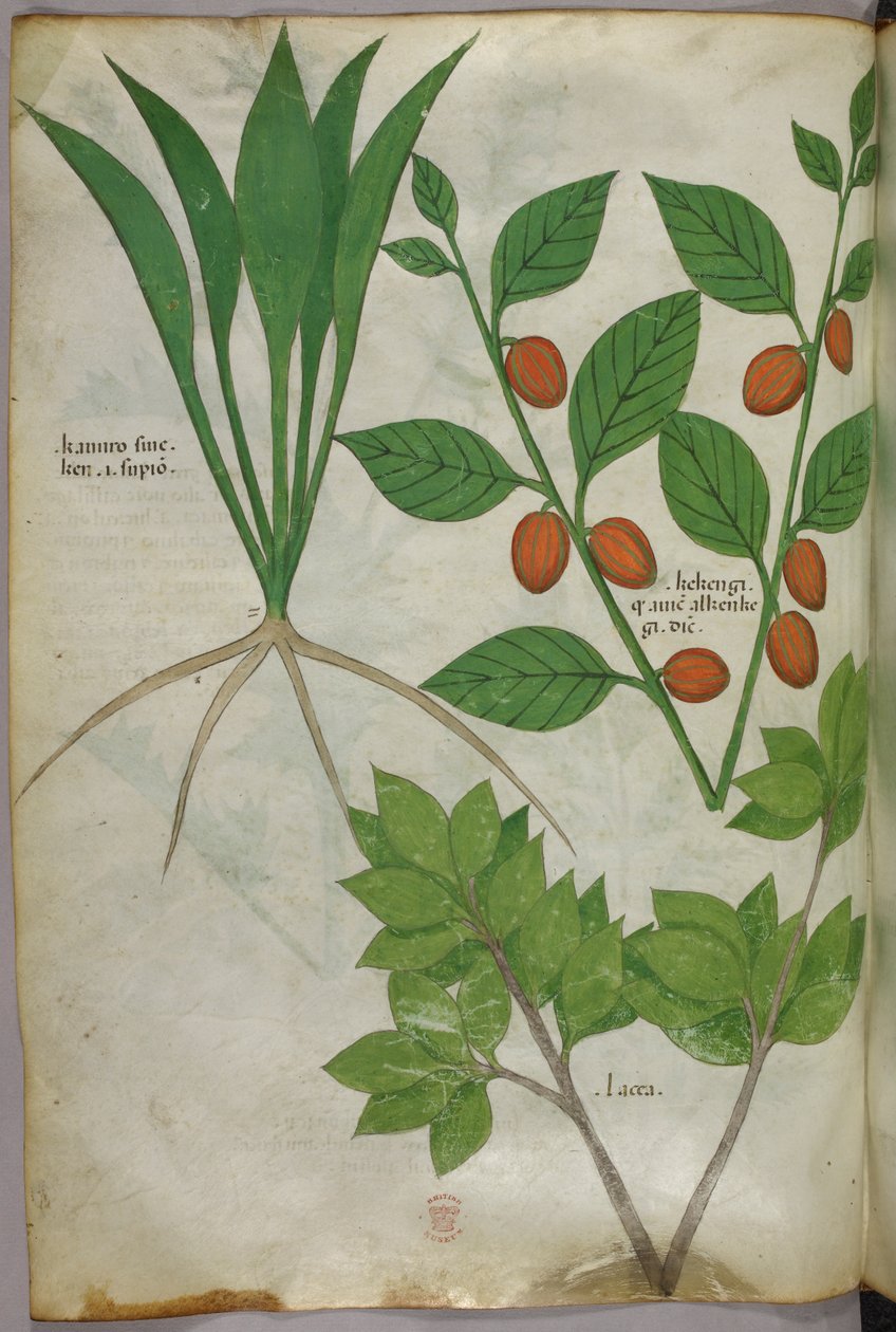 Botanisk illustration, ca 1440 (bläck  färg på pergament) av Italian School