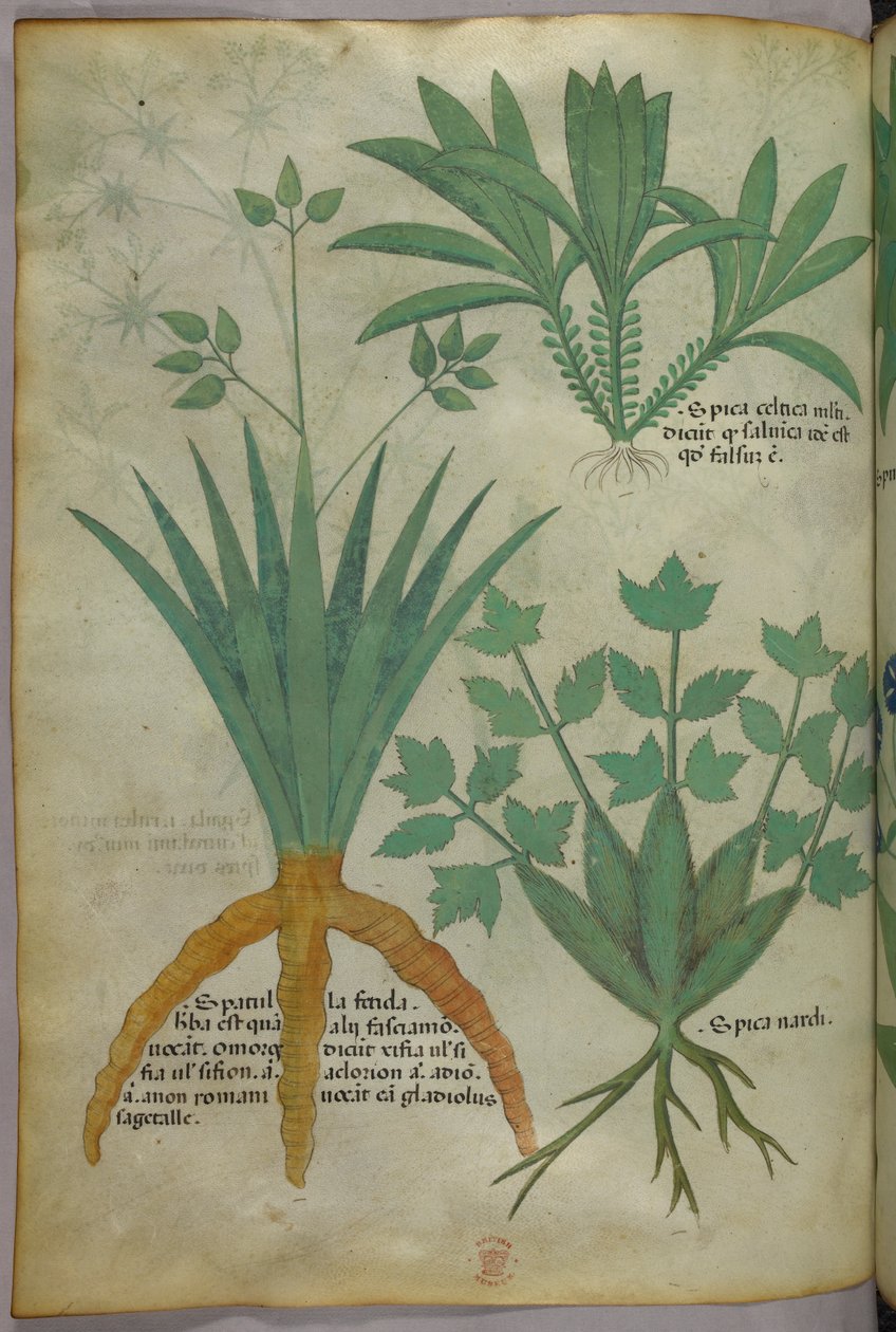 Botanisk illustration, ca 1440 (bläck  färg på pergament) av Italian School