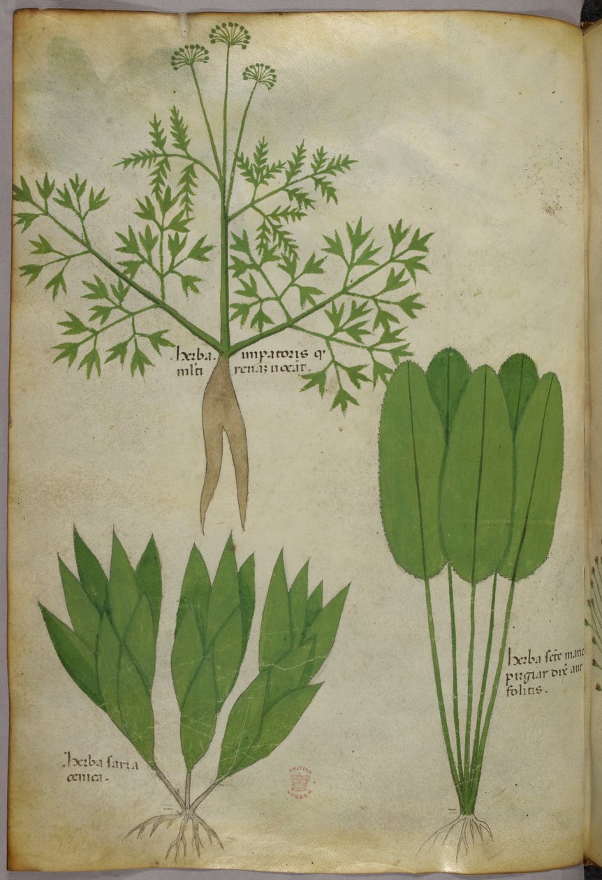 Botanisk illustration, ca 1440 (bläck  färg på pergament) av Italian School