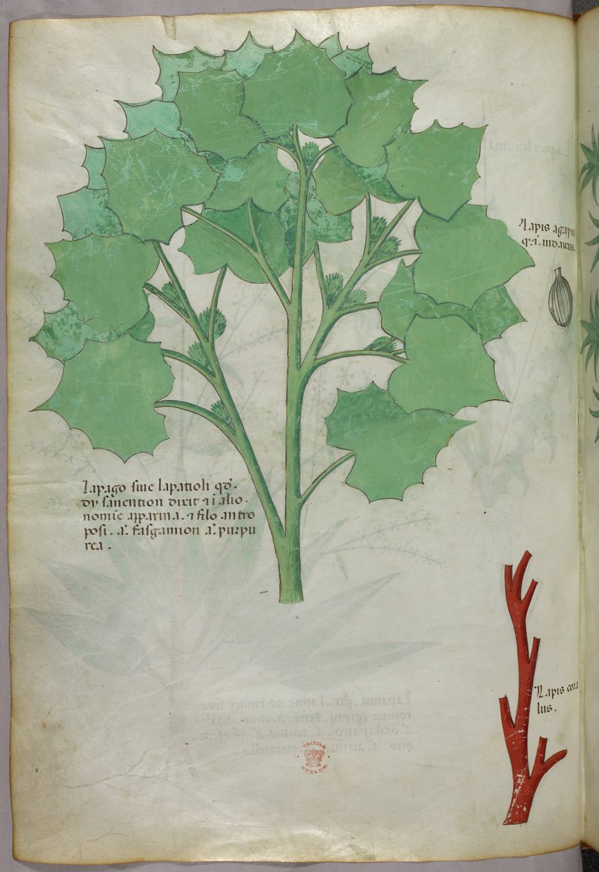 Botanisk illustration, ca 1440 (bläck  färg på pergament) av Italian School