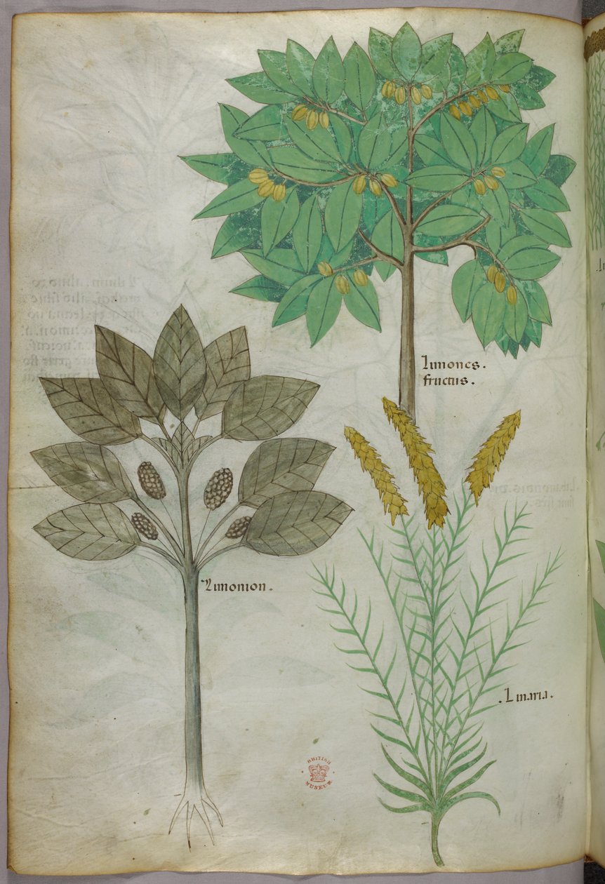 Botanisk illustration, ca 1440 (bläck  färg på pergament) av Italian School
