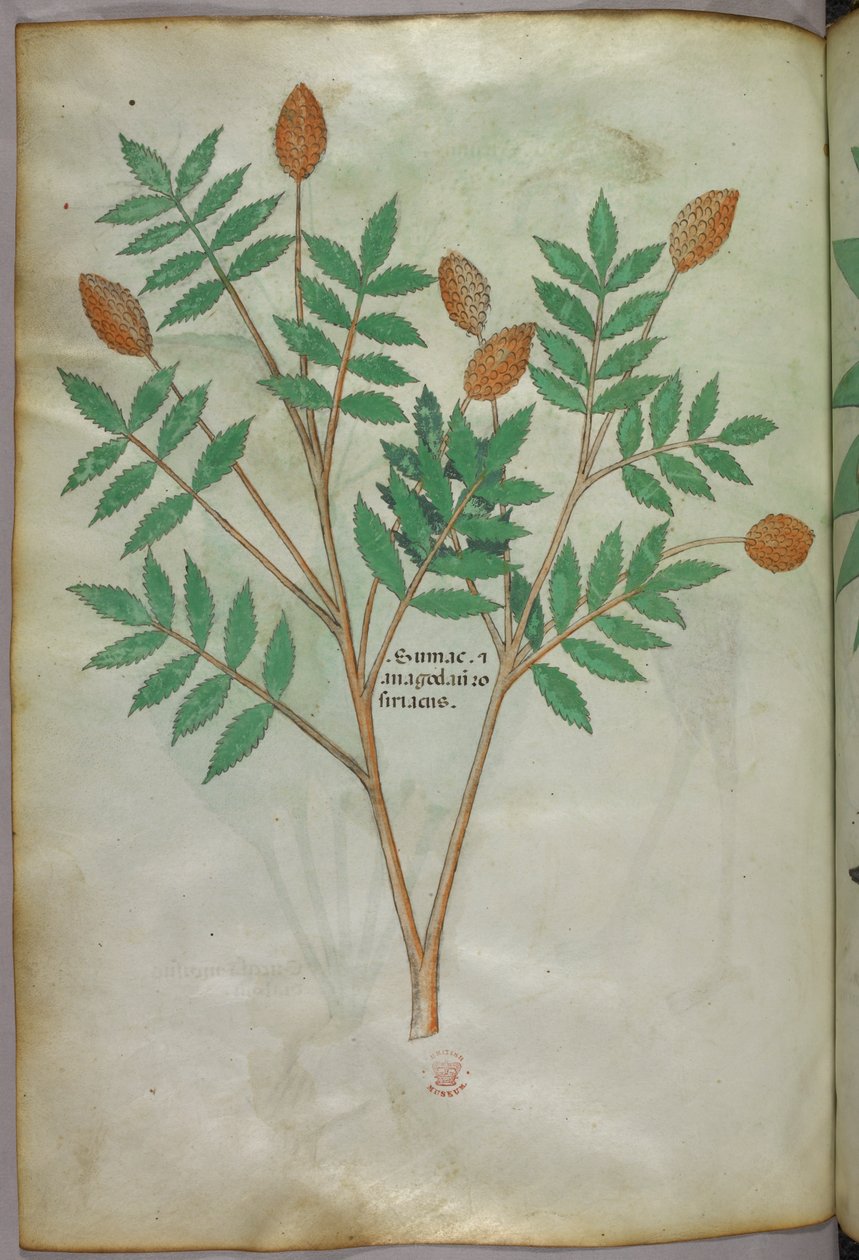 Botanisk illustration, ca 1440 (bläck  färg på pergament) av Italian School