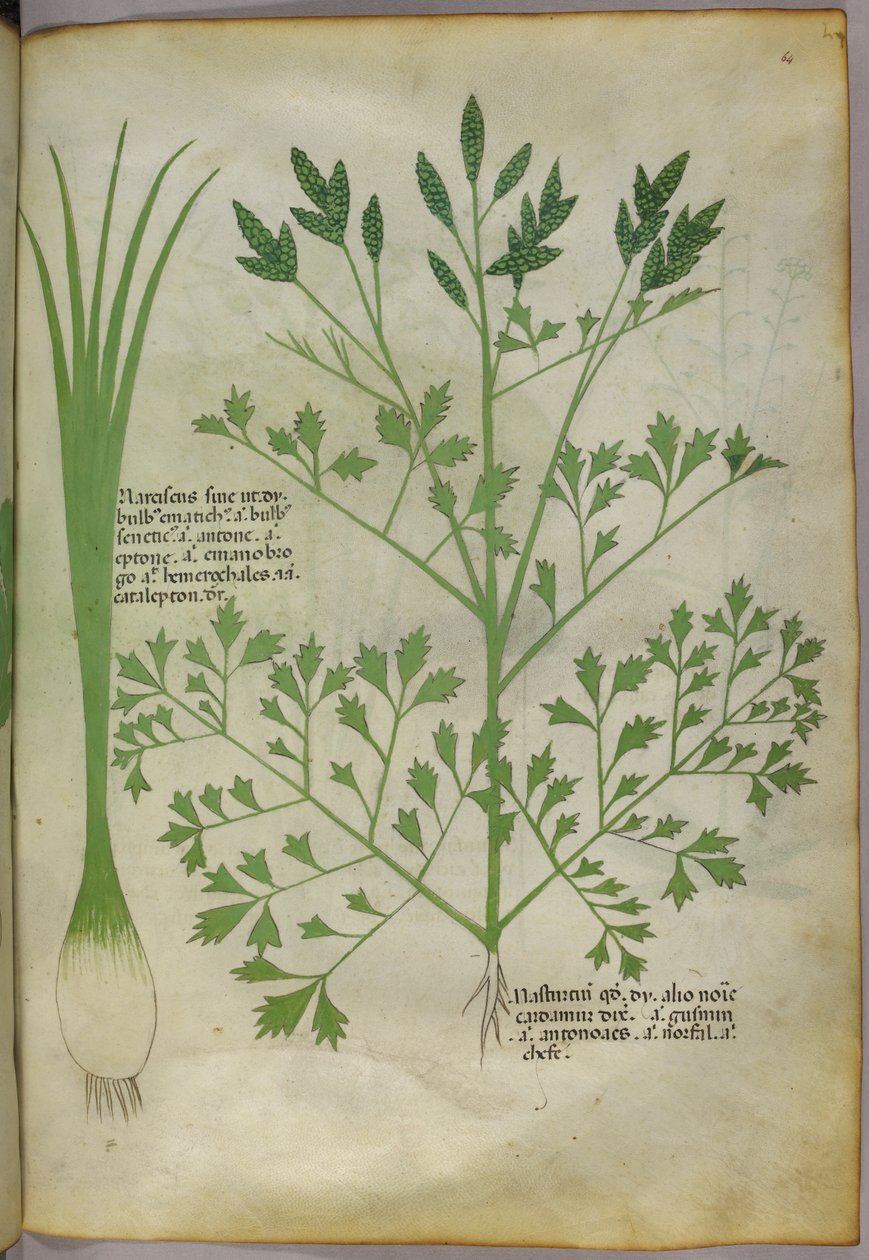Botanisk illustration, ca 1440 (bläck  färg på pergament) av Italian School