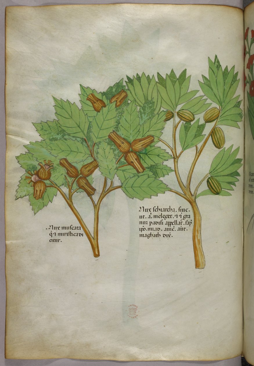Botanisk illustration, ca 1440 (bläck  färg på pergament) av Italian School