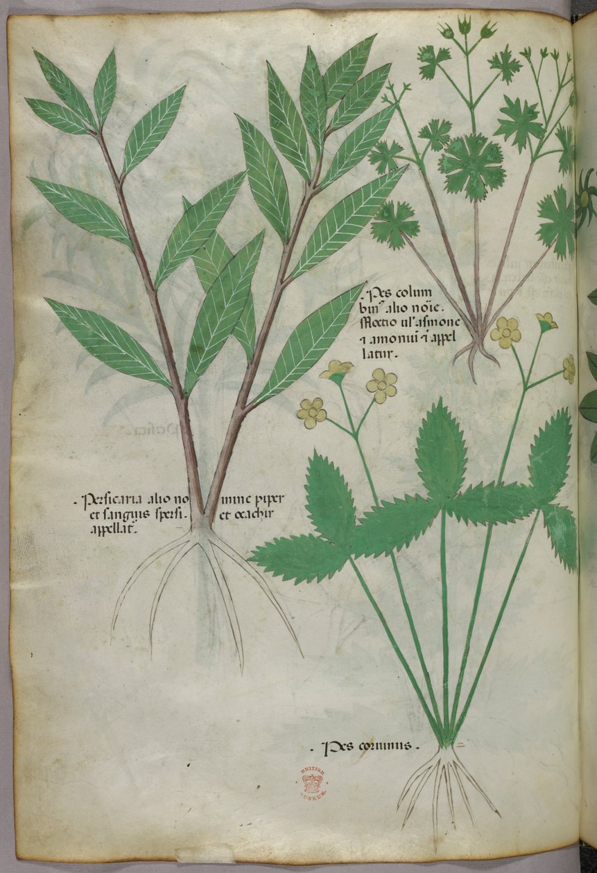 Botanisk illustration, ca 1440 (bläck  färg på pergament) av Italian School