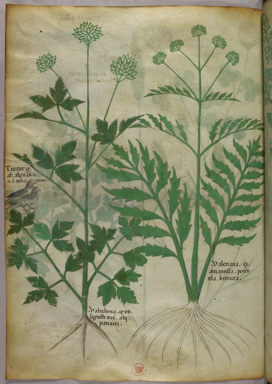 Botanisk illustration, ca 1440 (bläck  färg på pergament) av Italian School