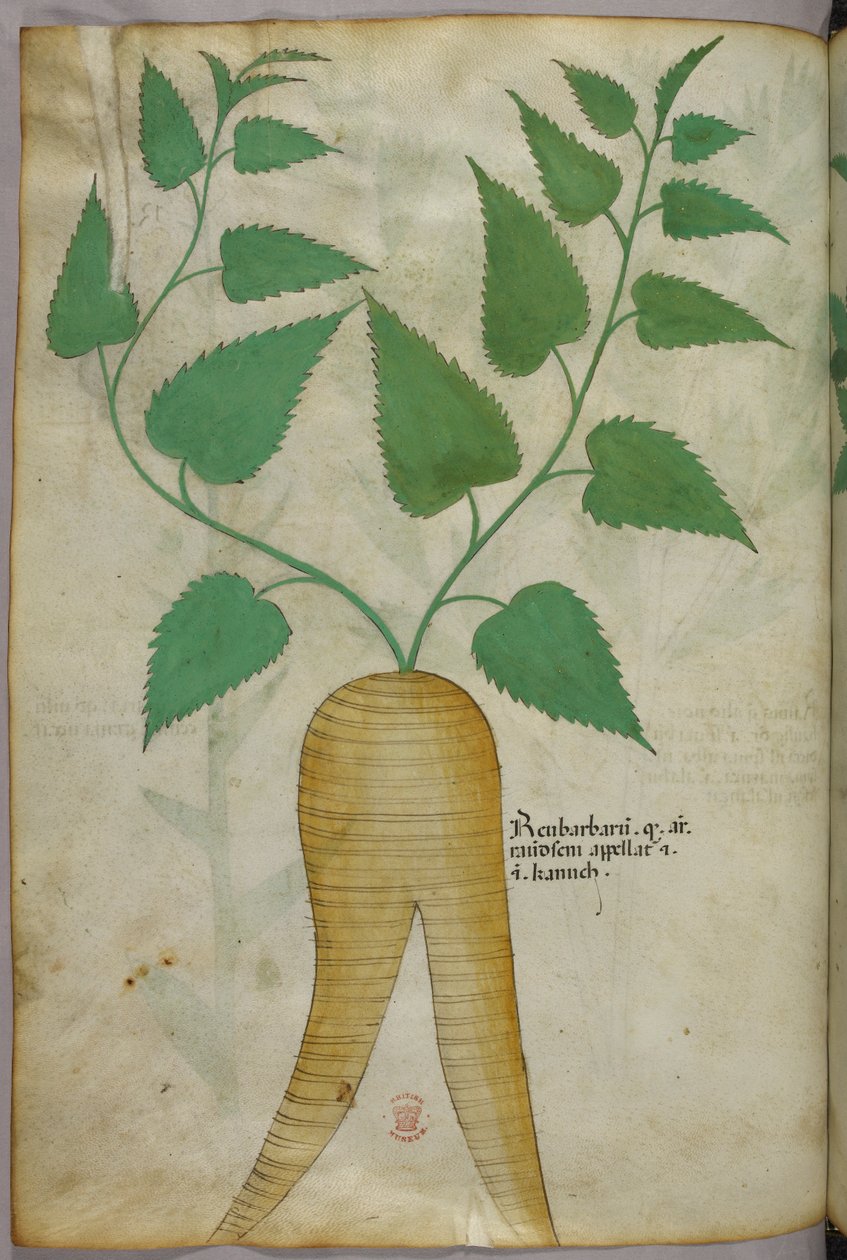 Botanisk illustration, ca 1440 (bläck  färg på pergament) av Italian School