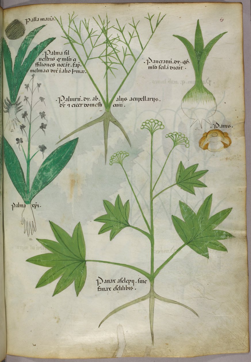 Botanisk illustration, ca 1440 (bläck  färg på pergament) av Italian School