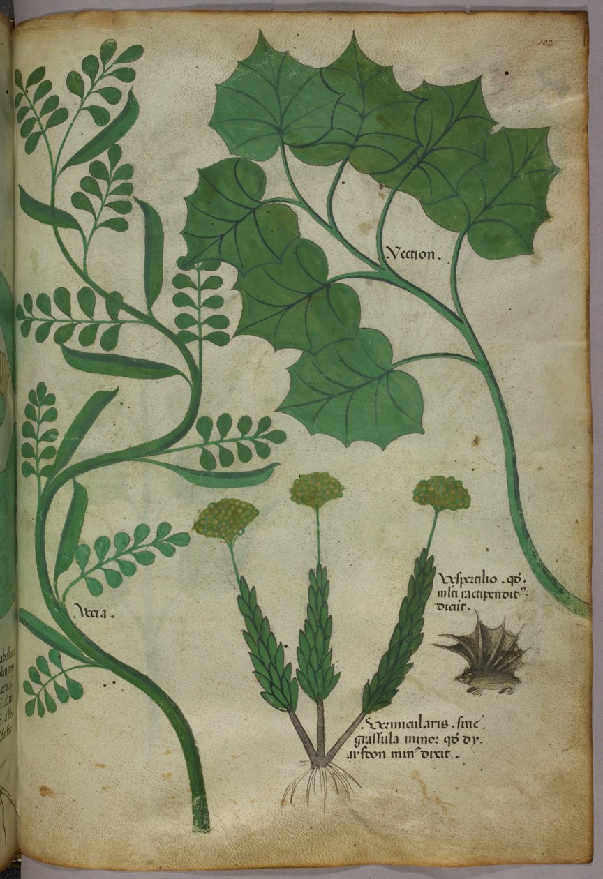 Botanisk illustration, ca 1440 (bläck  färg på pergament) av Italian School