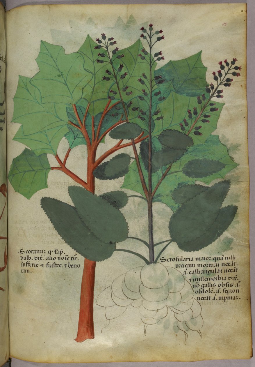 Botanisk illustration, ca 1440 (bläck  färg på pergament) av Italian School