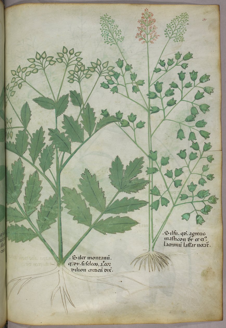 Botanisk illustration, ca 1440 (bläck  färg på pergament) av Italian School