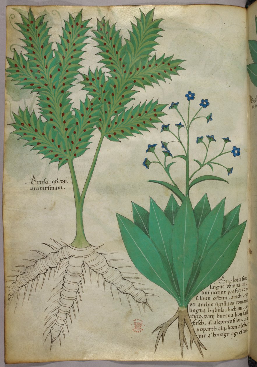 Botanisk illustration, ca 1440 (bläck  färg på pergament) av Italian School