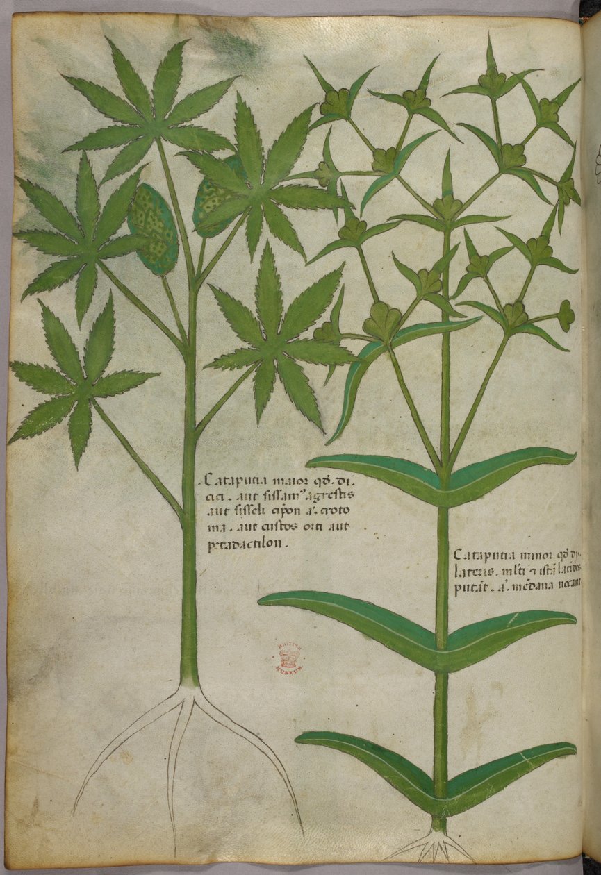 Botanisk illustration, ca 1440 (bläck  färg på pergament) av Italian School