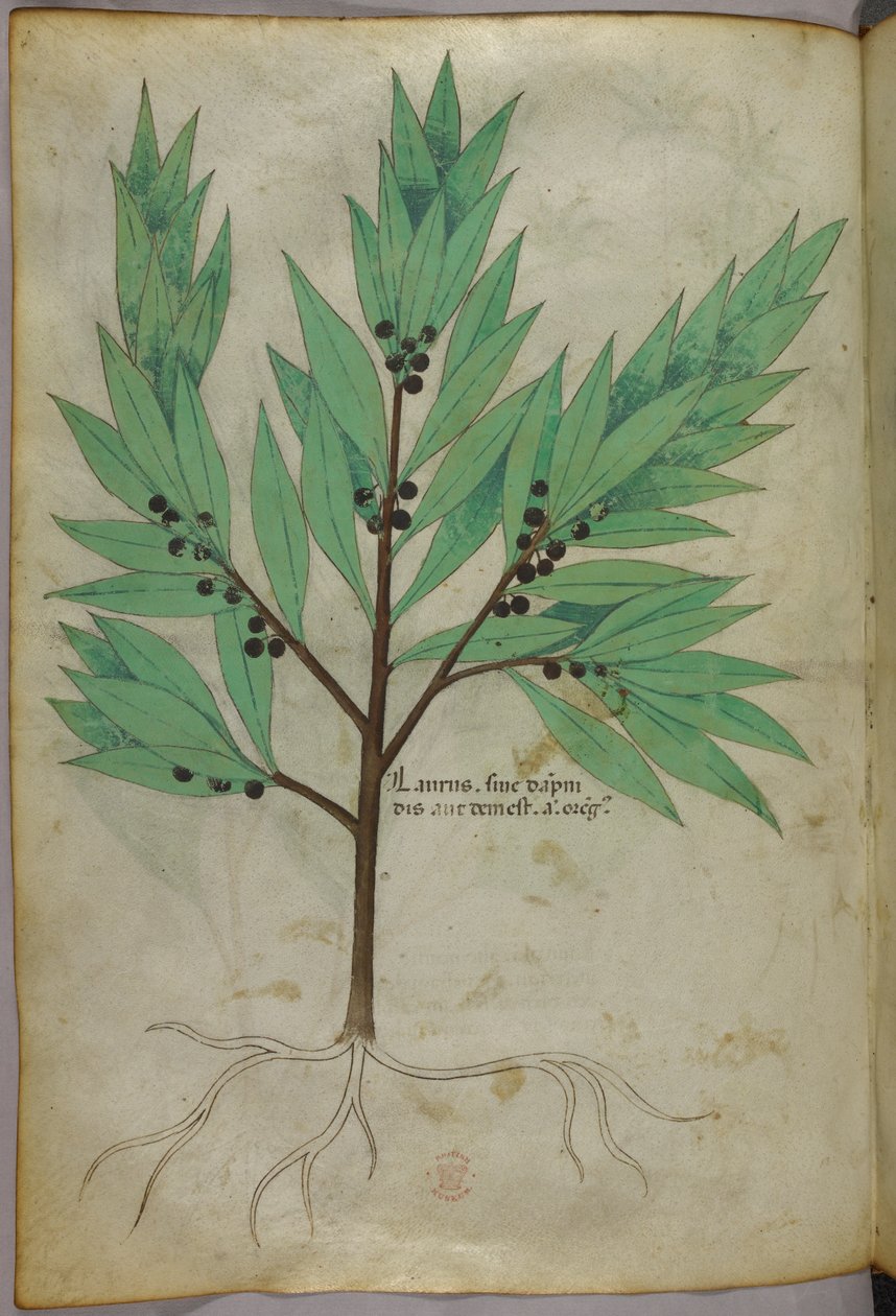 Botanisk illustration, ca 1440 (bläck  färg på pergament) av Italian School