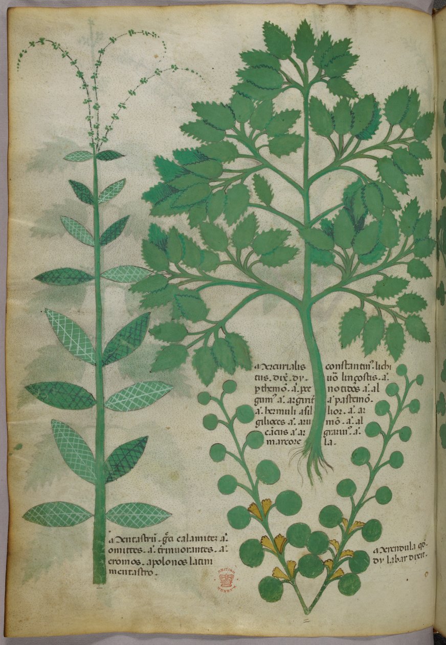 Botanisk illustration, ca 1440 (bläck  färg på pergament) av Italian School