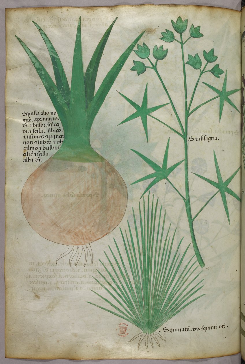 Botanisk illustration, ca 1440 (bläck  färg på pergament) av Italian School