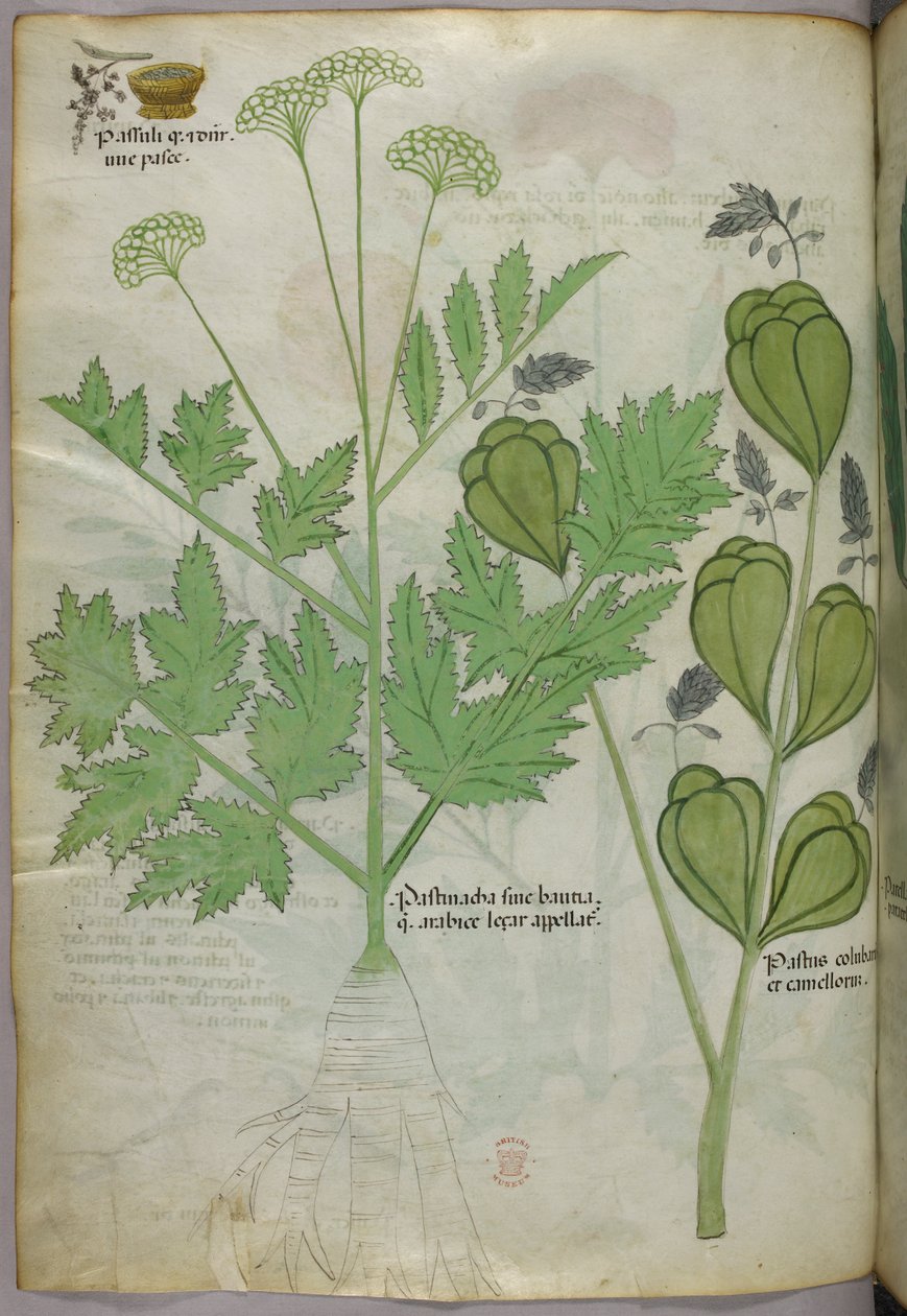 Botanisk illustration, ca 1440 (bläck  färg på pergament) av Italian School