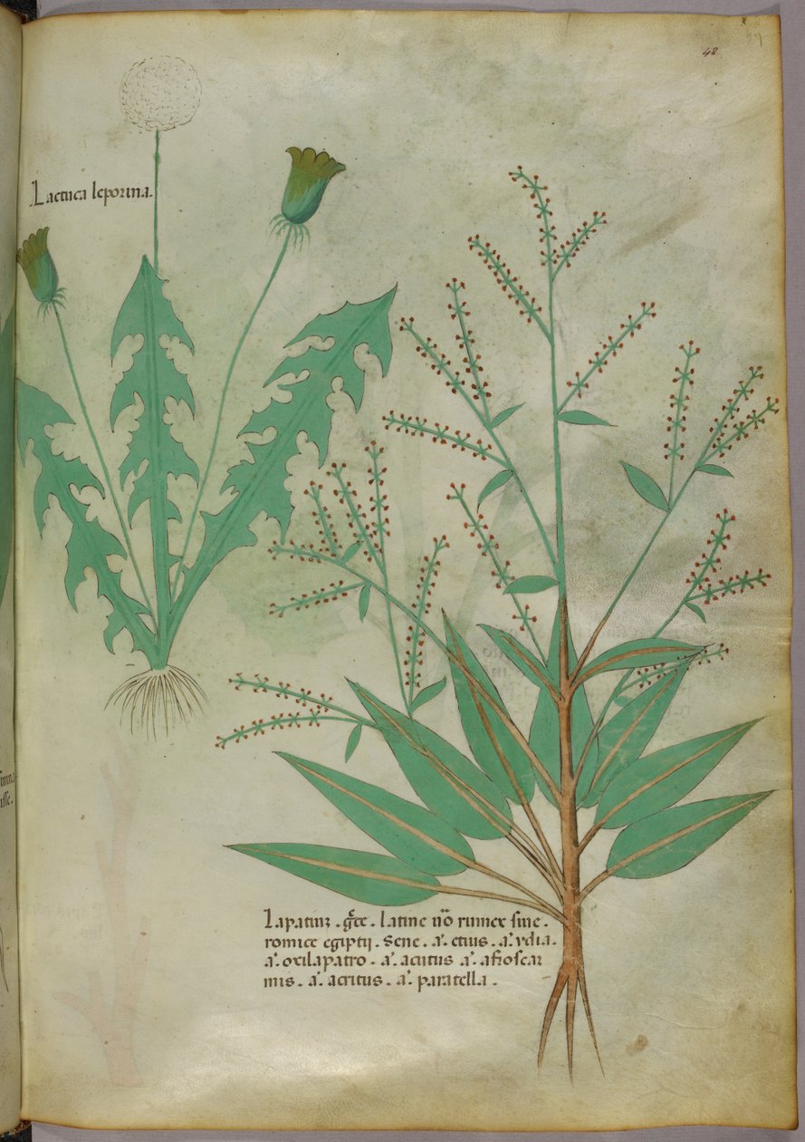 Botanisk illustration, ca 1440 (bläck  färg på pergament) av Italian School