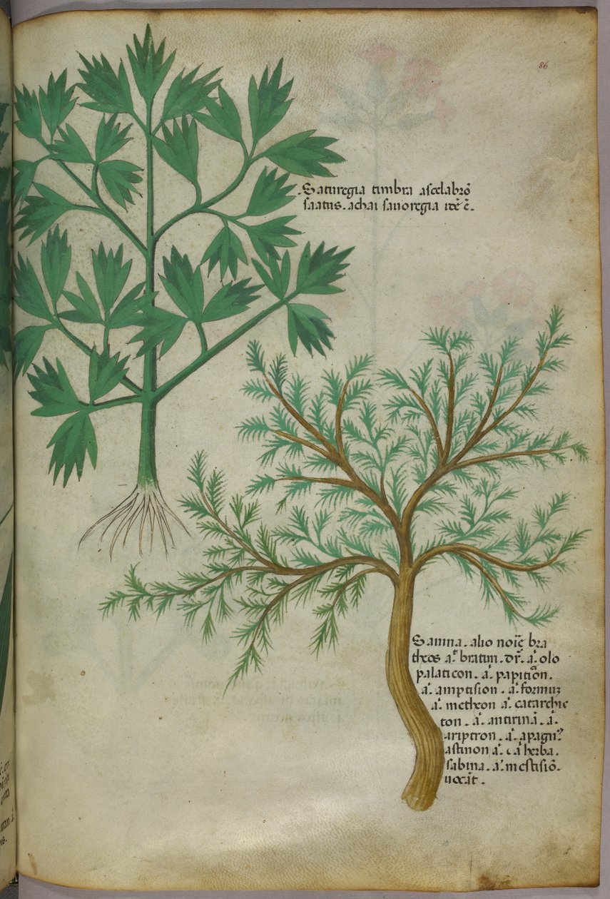 Botanisk illustration, ca 1440 (bläck  färg på pergament) av Italian School