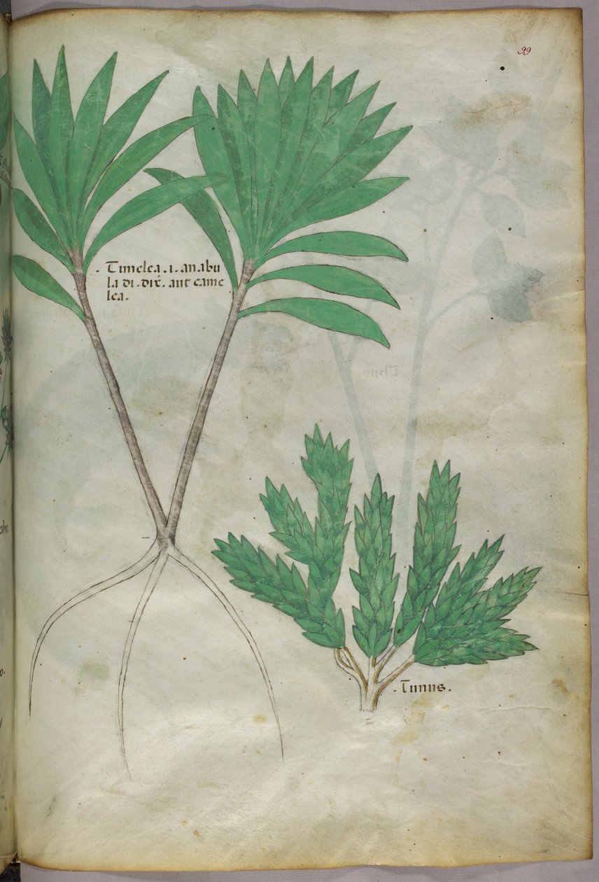 Botanisk illustration, ca 1440 (bläck  färg på pergament) av Italian School