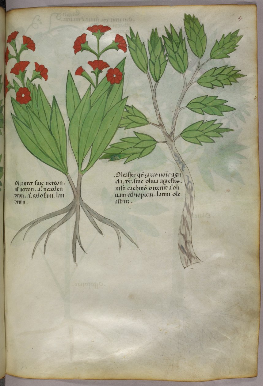 Botanisk illustration, ca 1440 (bläck  färg på pergament) av Italian School