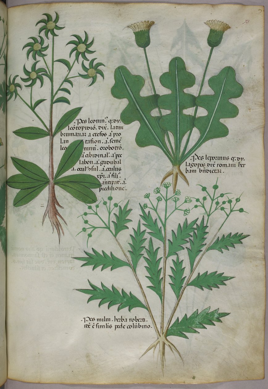 Botanisk illustration, ca 1440 (bläck  färg på pergament) av Italian School