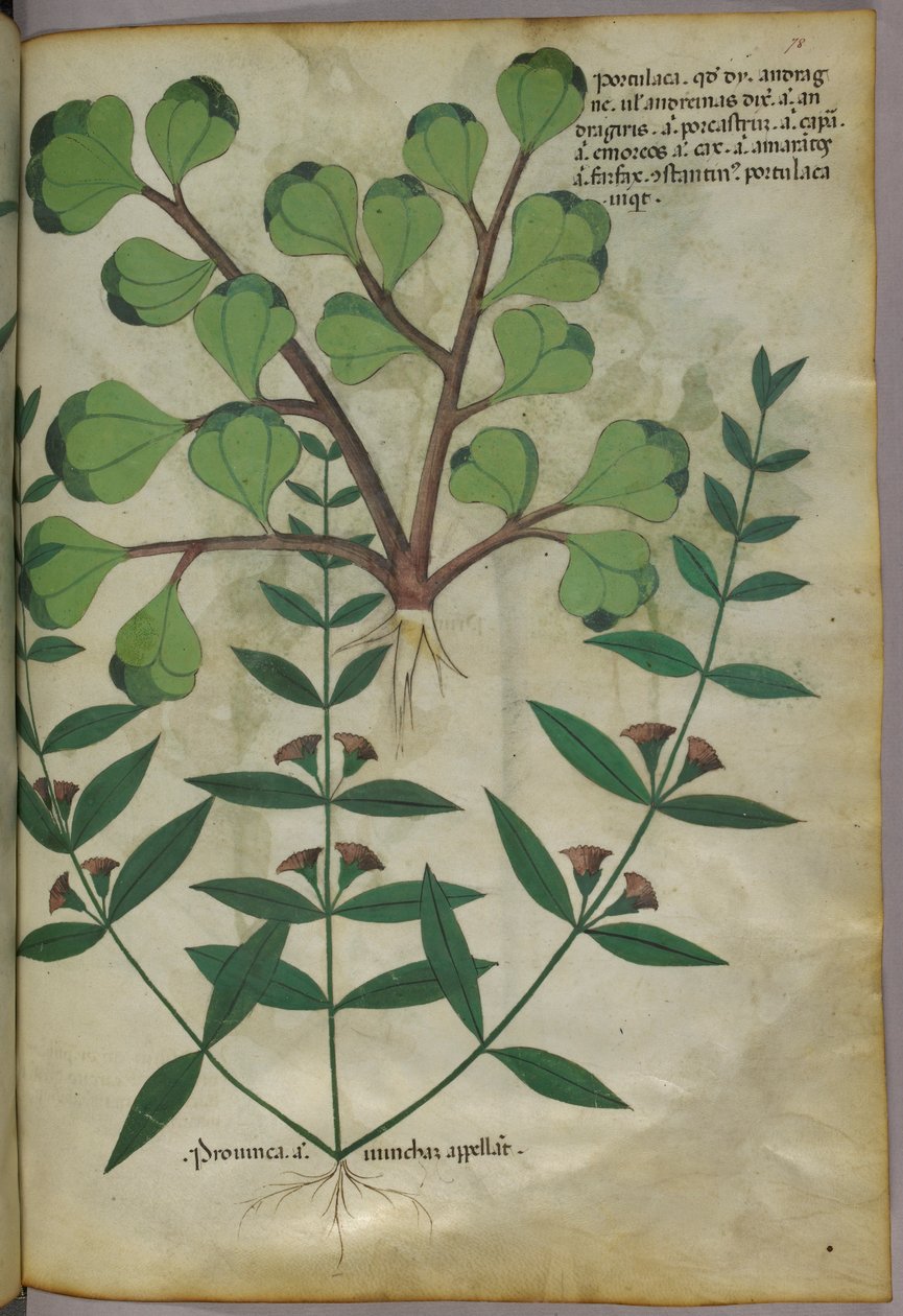Botanisk illustration, ca 1440 (bläck  färg på pergament) av Italian School