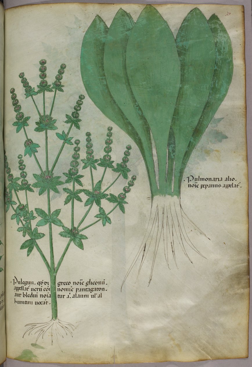Botanisk illustration, ca 1440 (bläck  färg på pergament) av Italian School