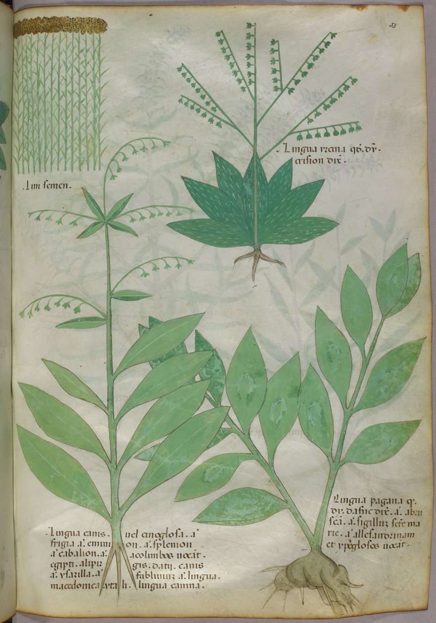 Botanisk illustration, ca 1440 (bläck  färg på pergament) av Italian School