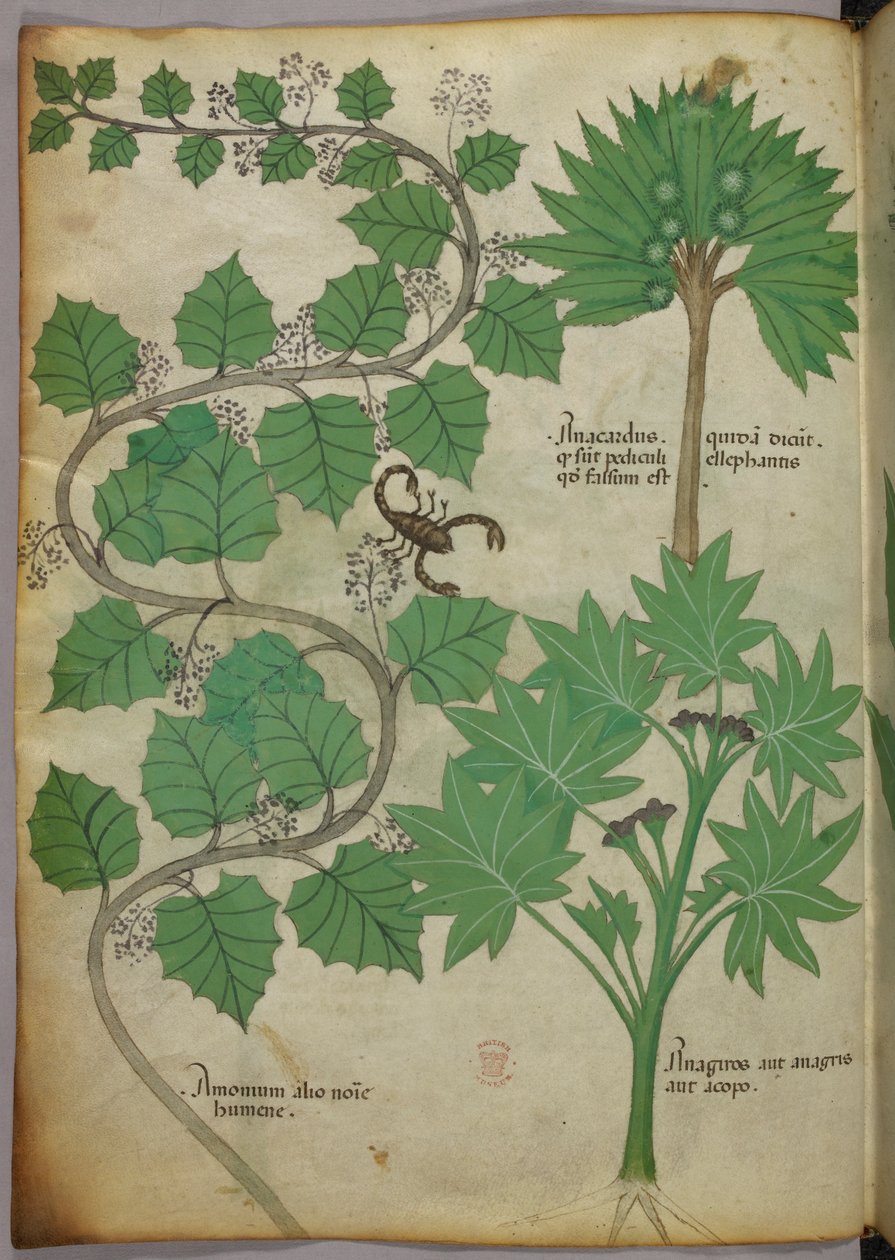 Botanisk illustration, ca 1440 (bläck  färg på pergament) av Italian School
