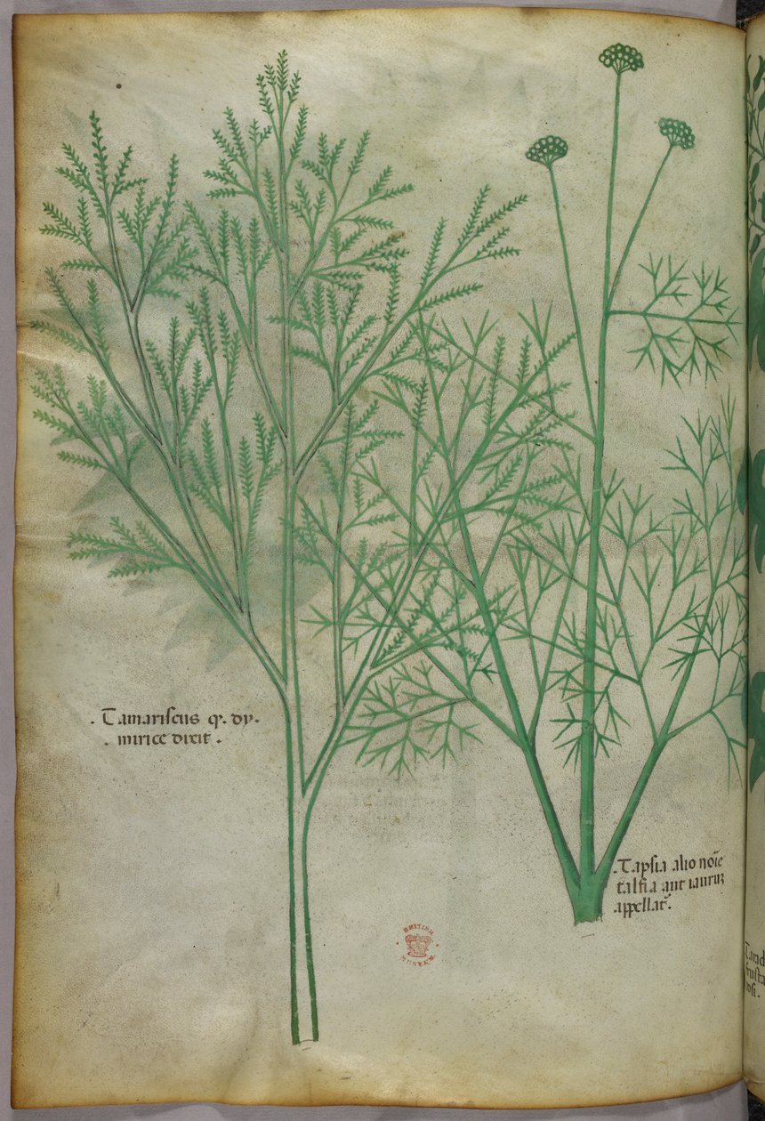 Botanisk illustration, ca 1440 (bläck  färg på pergament) av Italian School