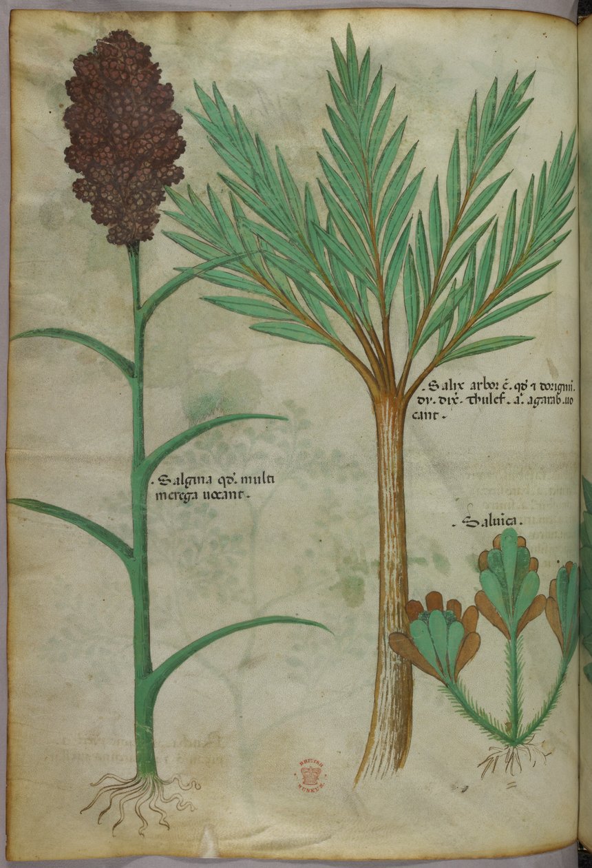 Botanisk illustration, ca 1440 (bläck  färg på pergament) av Italian School