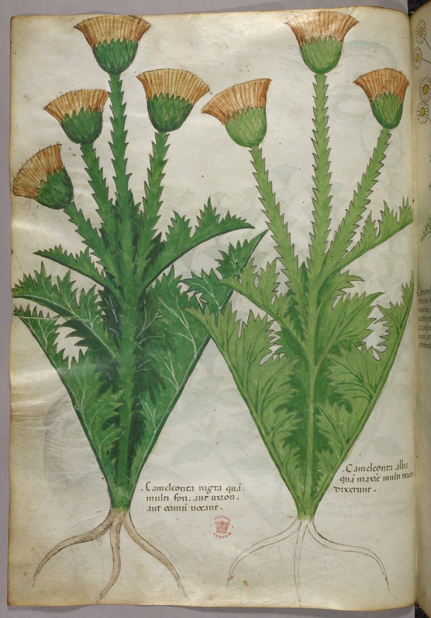 Botanisk illustration, ca 1440 (bläck  färg på pergament) av Italian School