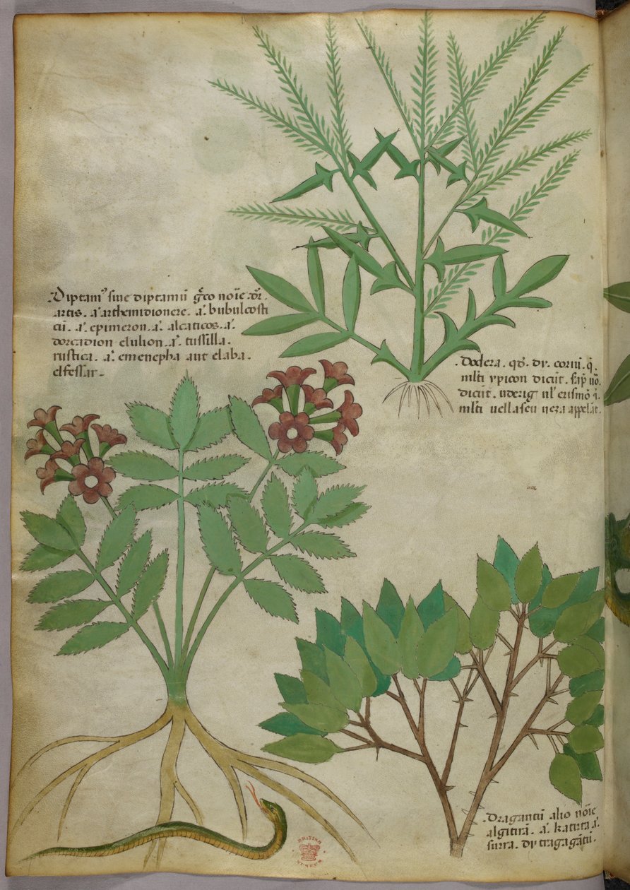 Botanisk illustration, ca 1440 (bläck  färg på pergament) av Italian School
