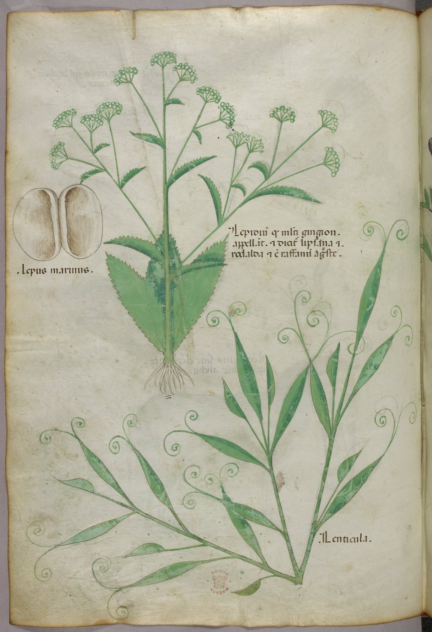 Botanisk illustration, ca 1440 (bläck  färg på pergament) av Italian School