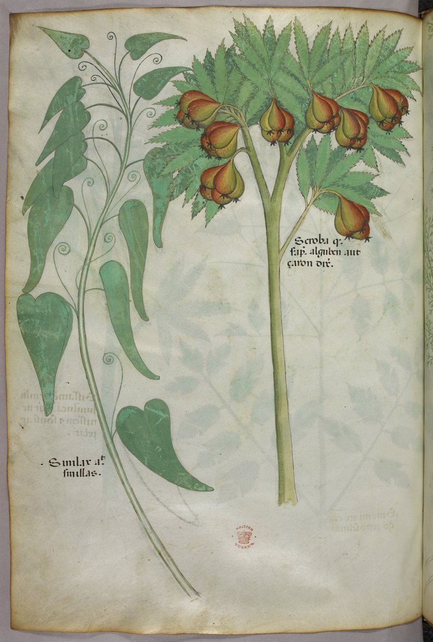 Botanisk illustration, ca 1440 (bläck  färg på pergament) av Italian School