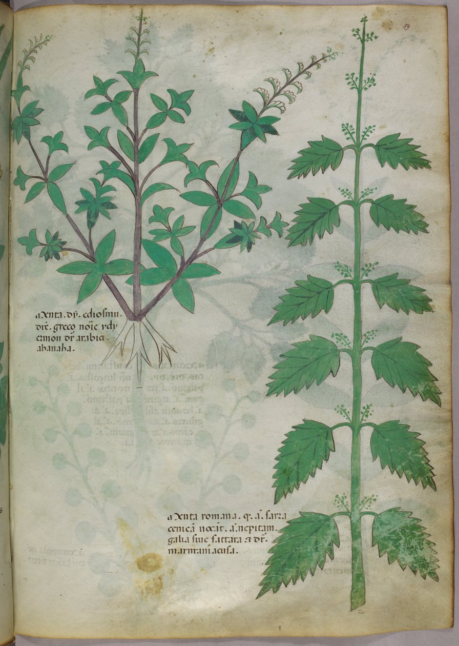 Botanisk illustration, ca 1440 (bläck  färg på pergament) av Italian School