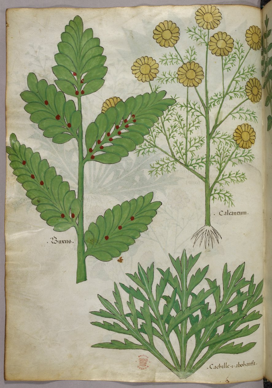 Botanisk illustration, ca 1440 (bläck  färg på pergament) av Italian School