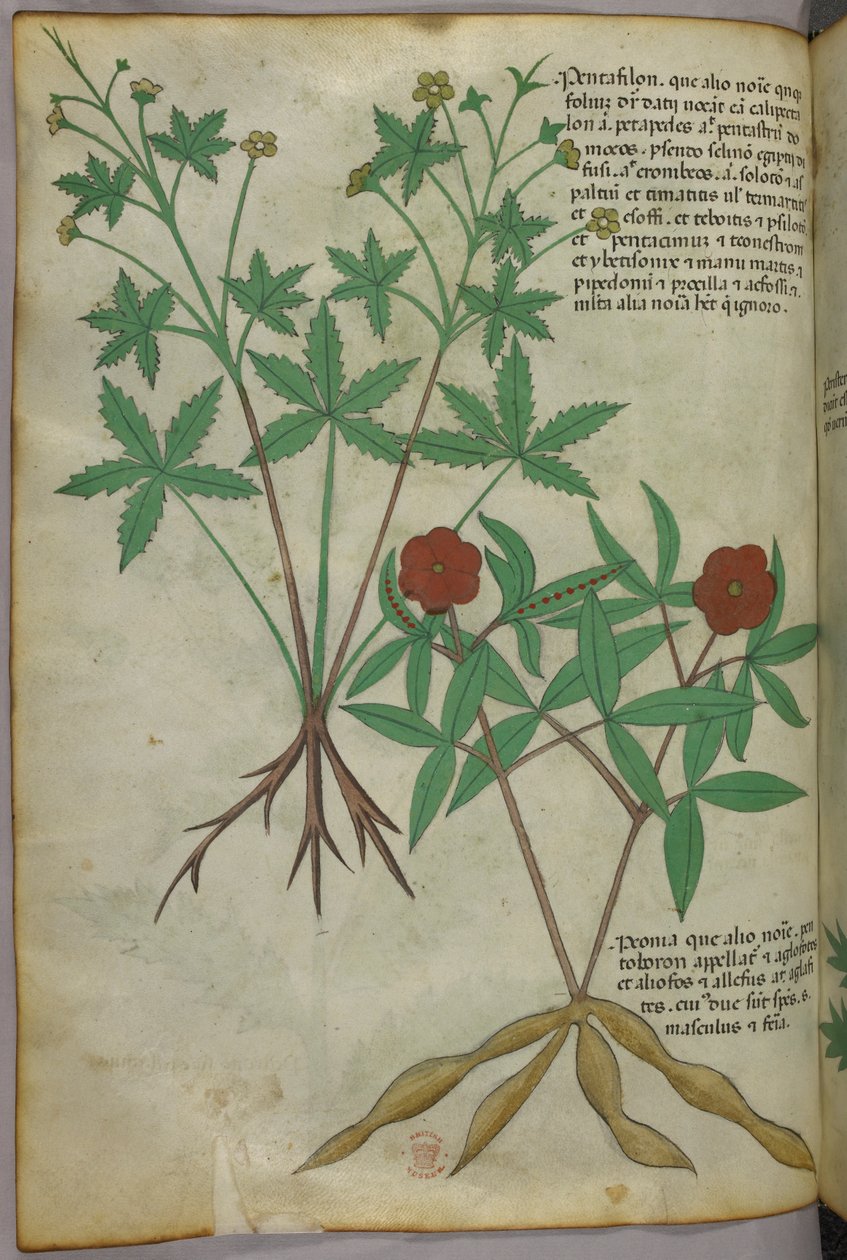 Botanisk illustration, ca 1440 (bläck  färg på pergament) av Italian School